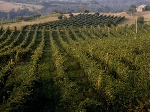 Vino: bene ampliamento sgravi contributivi anche alle aziende del comparto